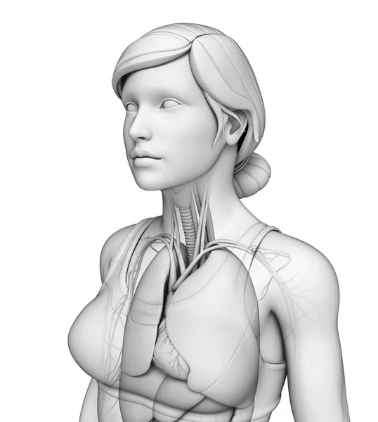 Sistema respiratório do corpo humano — Fotografia de Stock