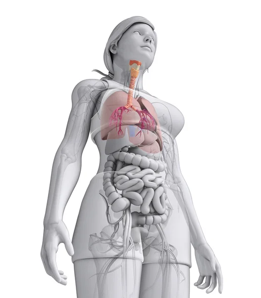 Anatomia da garganta feminina — Fotografia de Stock