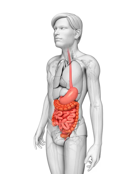 Anatomía del intestino delgado del varón — Foto de Stock