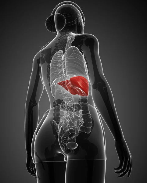 Female liver anatomy — Stock Photo, Image