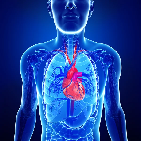 Anatomia del cuore maschile — Foto Stock