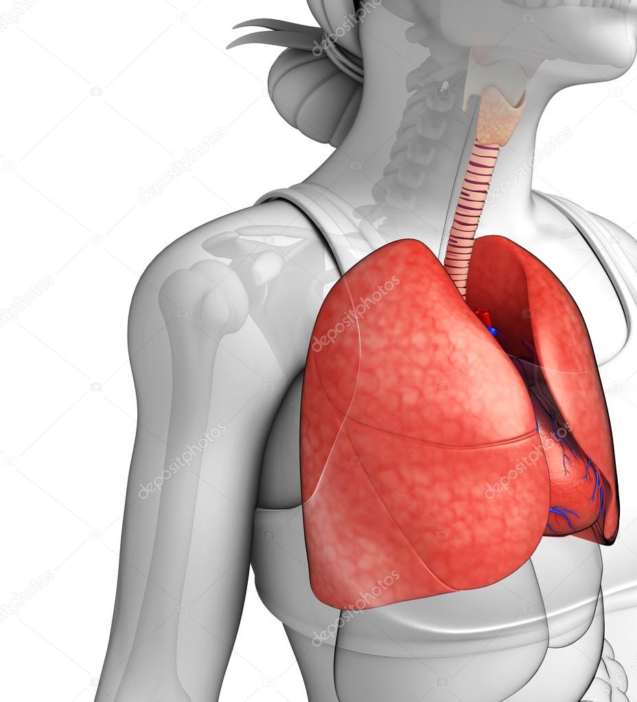 Female lungs anatomy