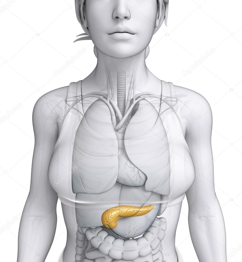 Female pancreas anatomy