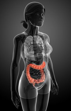 kadın kalın bağırsak anatomisi