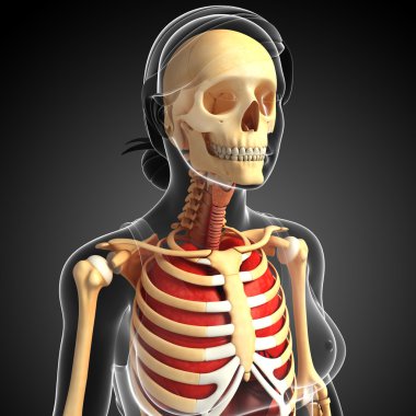 kadın akciğer ve iskelet resimleri