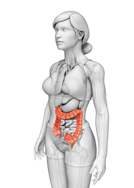 kadın kalın bağırsak anatomisi