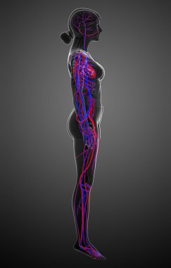 kadın dolaşım sistemi