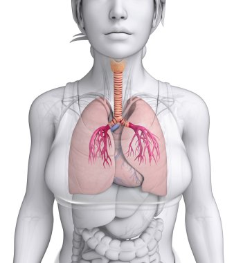kadın boğaz anatomisi