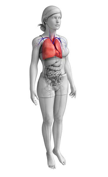 Anatomia dos pulmões femininos — Fotografia de Stock