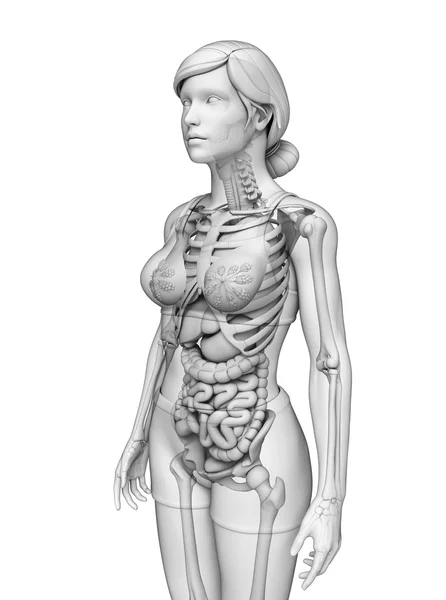 Verdauungssystem der weiblichen Anatomie — Stockfoto