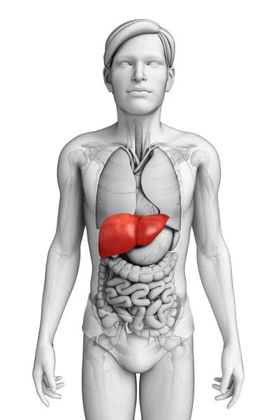 Męskiej anatomii wątroby — Zdjęcie stockowe