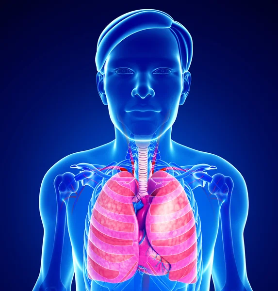 Male lungs anatomy — Stock Photo, Image