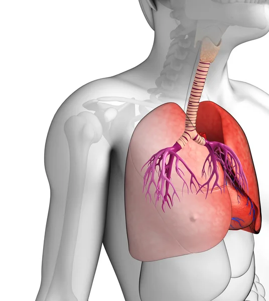 Pulmones masculinos anatomía —  Fotos de Stock