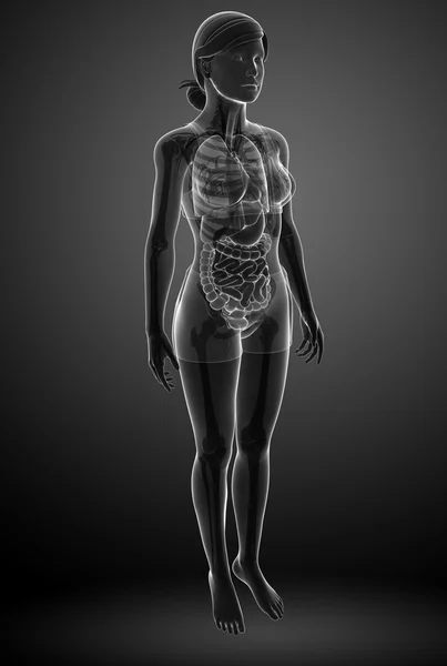 Xray digestive system of female body — Stock Photo, Image