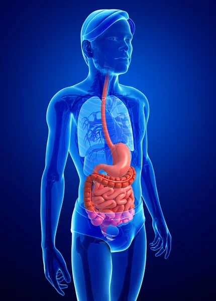 Anatomía del intestino delgado del varón —  Fotos de Stock