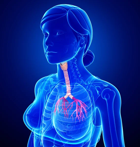 Female throat anatomy — Stock Photo, Image