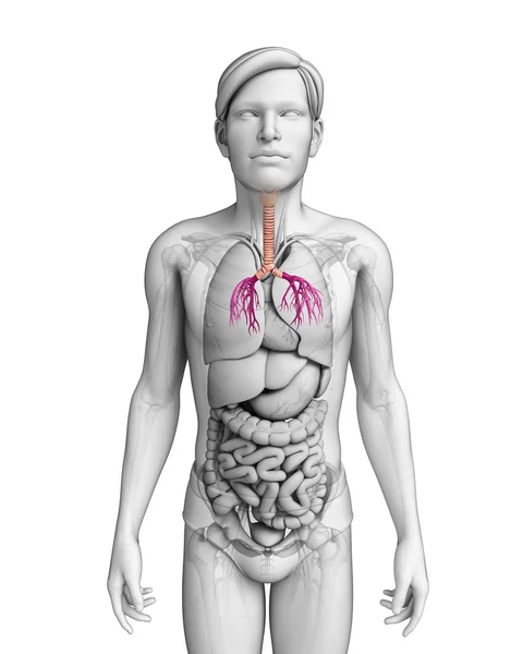 Анатомия горла мужчины — стоковое фото