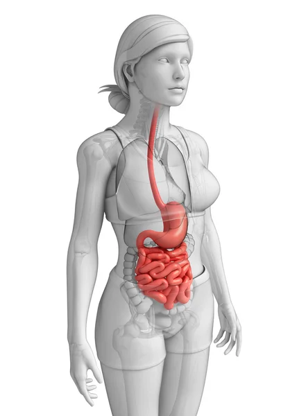 Tenké střevo anatomie ženské — Stock fotografie