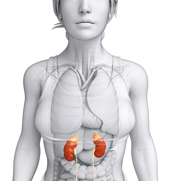 Kadın böbrek resmi — Stok fotoğraf