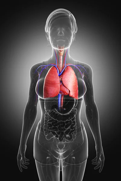 Pulmones masculinos anatomía — Foto de Stock