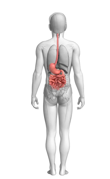 Dünndarmanatomie des Mannes — Stockfoto