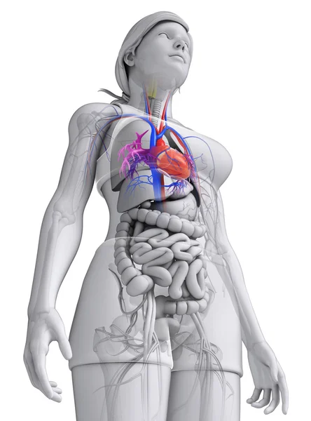 Kadın kalp anatomisi — Stok fotoğraf