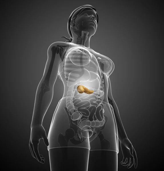 女性の膵臓の解剖学 — ストック写真