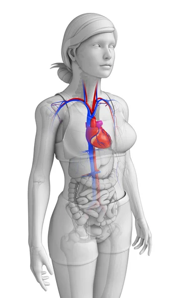 Female heart anatomy — Stock Photo, Image