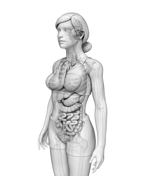 Verdauungssystem der weiblichen Anatomie — Stockfoto