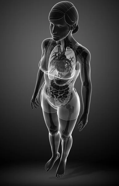 Seni x-ray sistem pencernaan wanita — Stok Foto
