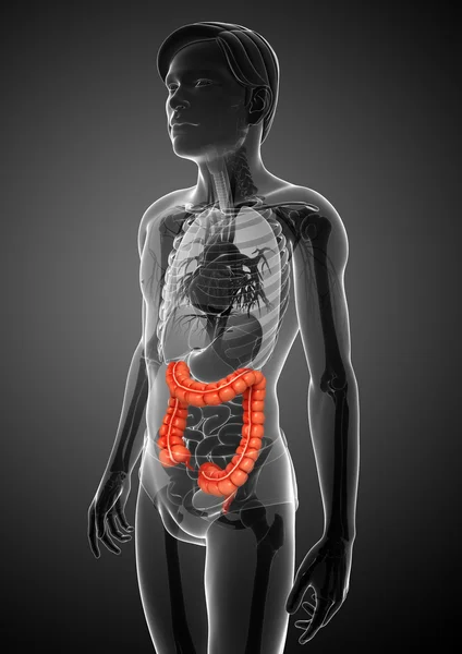 Male large intestine anatomy — Stock Photo, Image