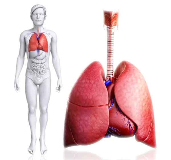 Anatomia dos pulmões humanos — Fotografia de Stock