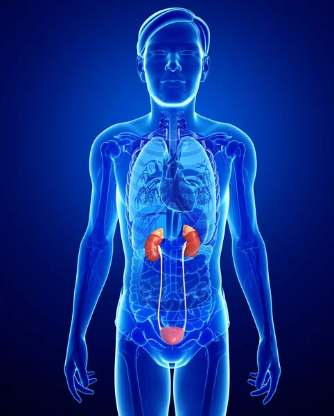 Male urinary system — Stock Photo, Image