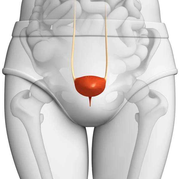 Anatomii ženské močové — Stock fotografie