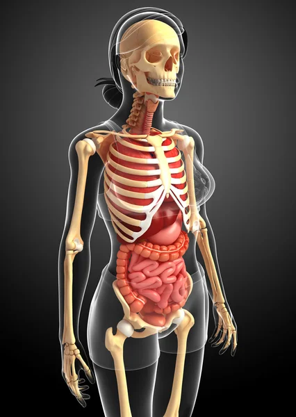 Female skeleton and digestive system — Stock Image Female skeleton and digestive system Stock Picture