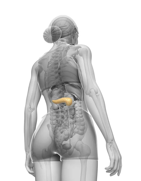 Female pancreas anatomy — Stock Image Female pancreas anatomy Stock Picture