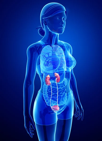 Female urinary system — Stock Image Female urinary system Royalty Free Stock Photos