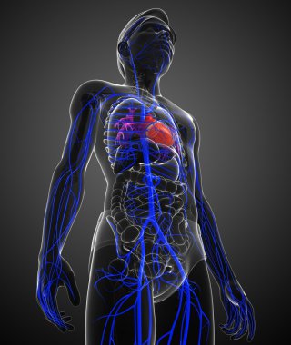 insan kalp anatomisi