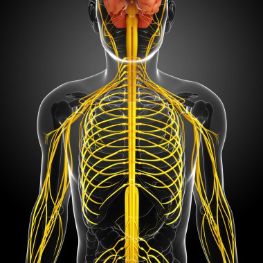 Erkek sinir sistemi sanat