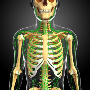 Lenfatik sistem erkek iskelet sanat