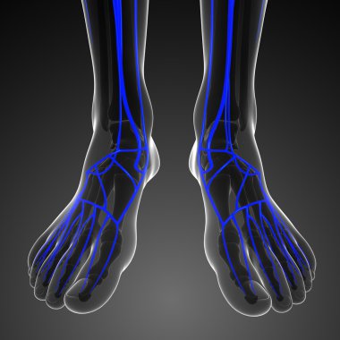 insan bacak dolaşım sistemi