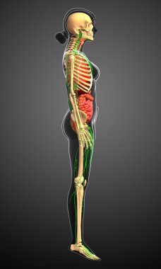 Lenfatik, iskelet ve sindirim sistemi kadın bedeni sanat