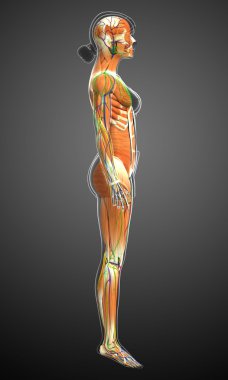 kadın kas anatomisi