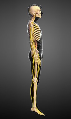 Erkek iskelet ve sinir sistemi sanat