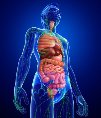 Lenfatik ve sindirim sistemi erkek vücut sanat