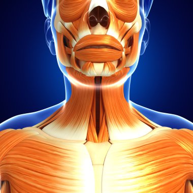 kadın kas anatomisi