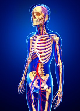 erkek iskelet dolaşım sistemi