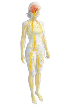 Kadın sinir sistemi sanat