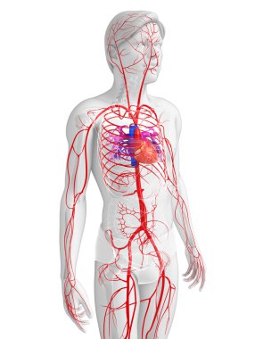 Erkek Arteryel sistemi