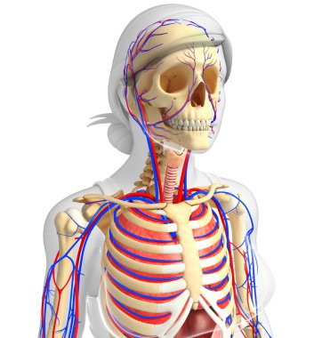Dişi iskelet ve dolaşım sistemi